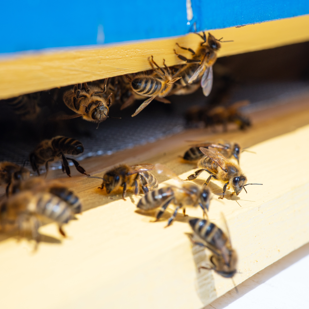 Design uden navn (4)