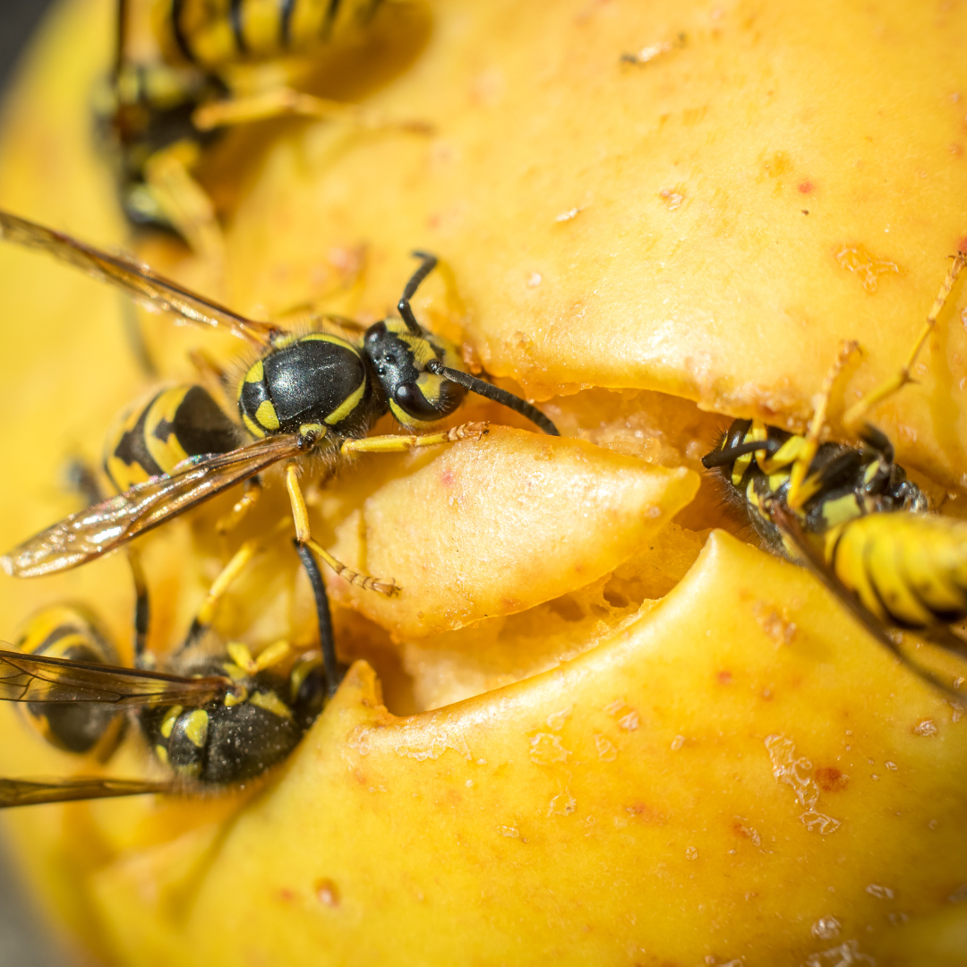 Design uden navn (9)