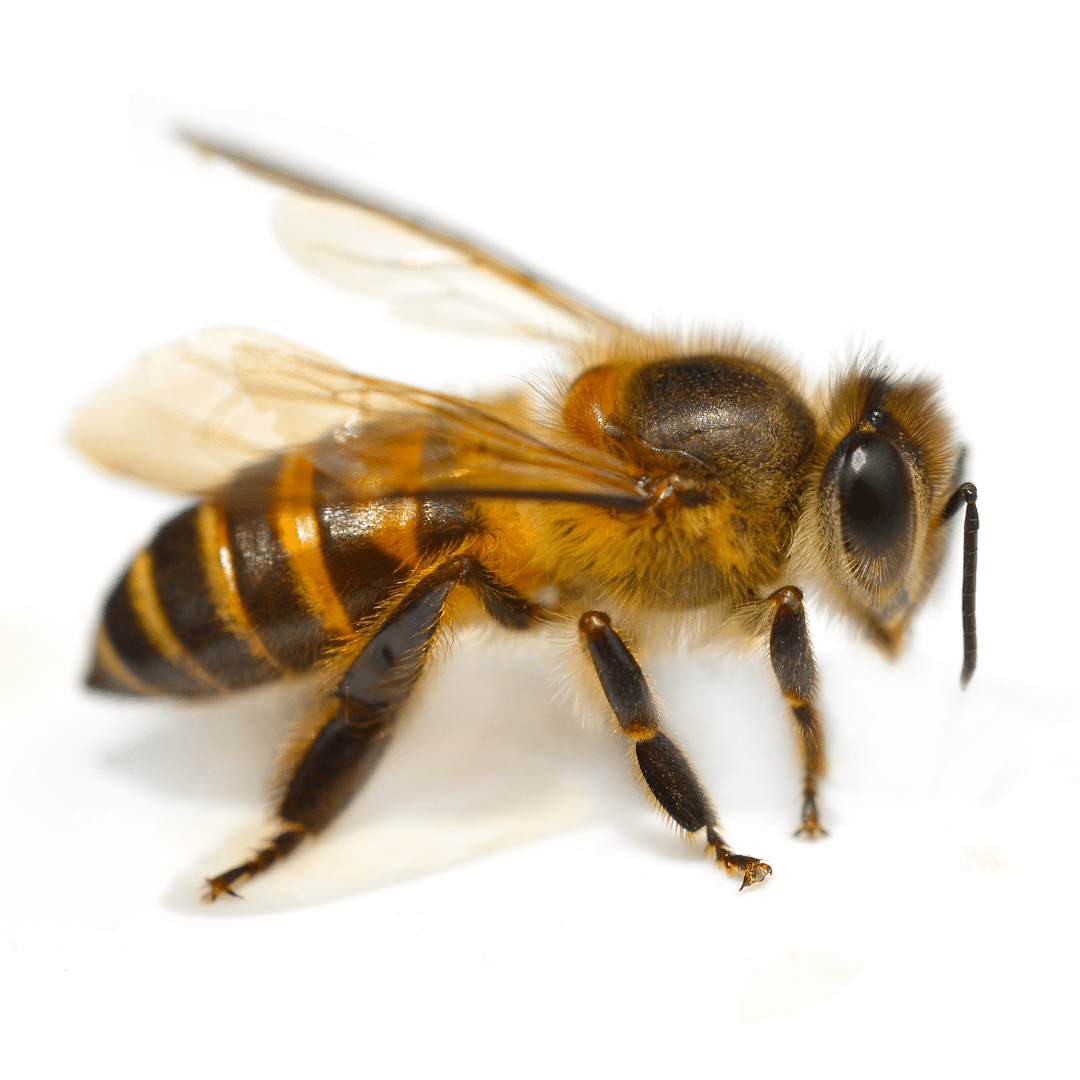 Design uden navn (31)