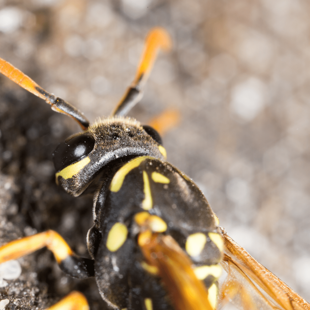 Design uden navn (35)