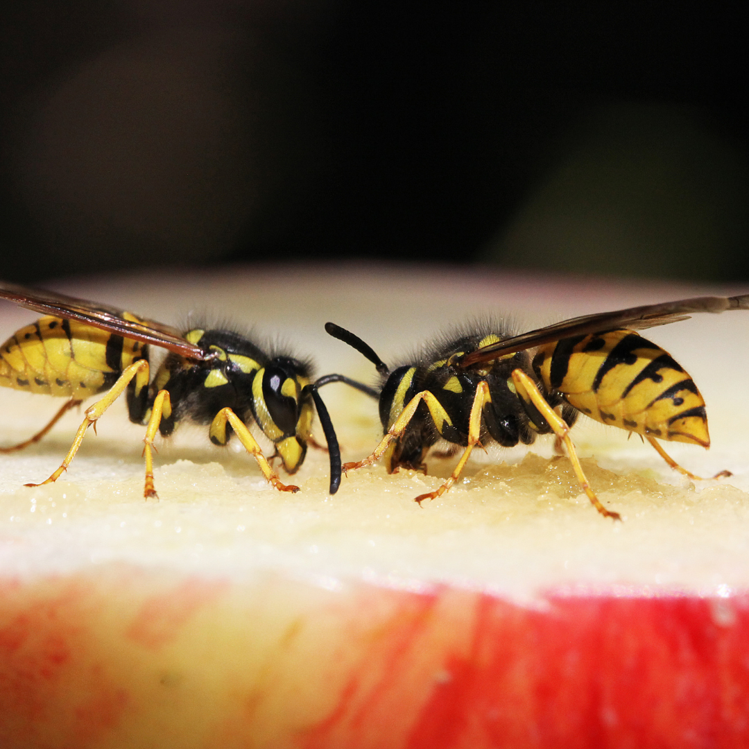 Design uden navn (36)