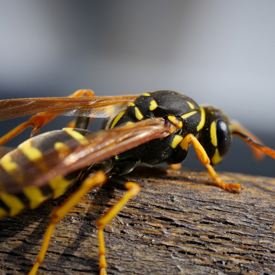 Design uden navn (38)